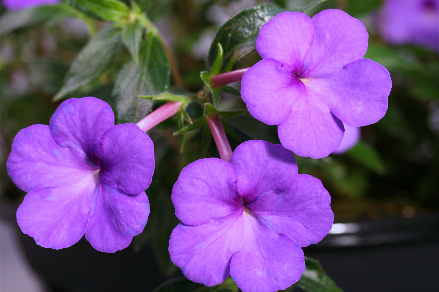 Achimenes Valse Bleu