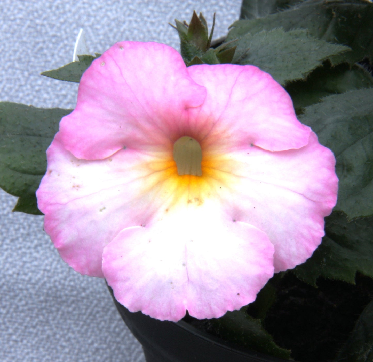 Achimenes Veronika Gotmanova