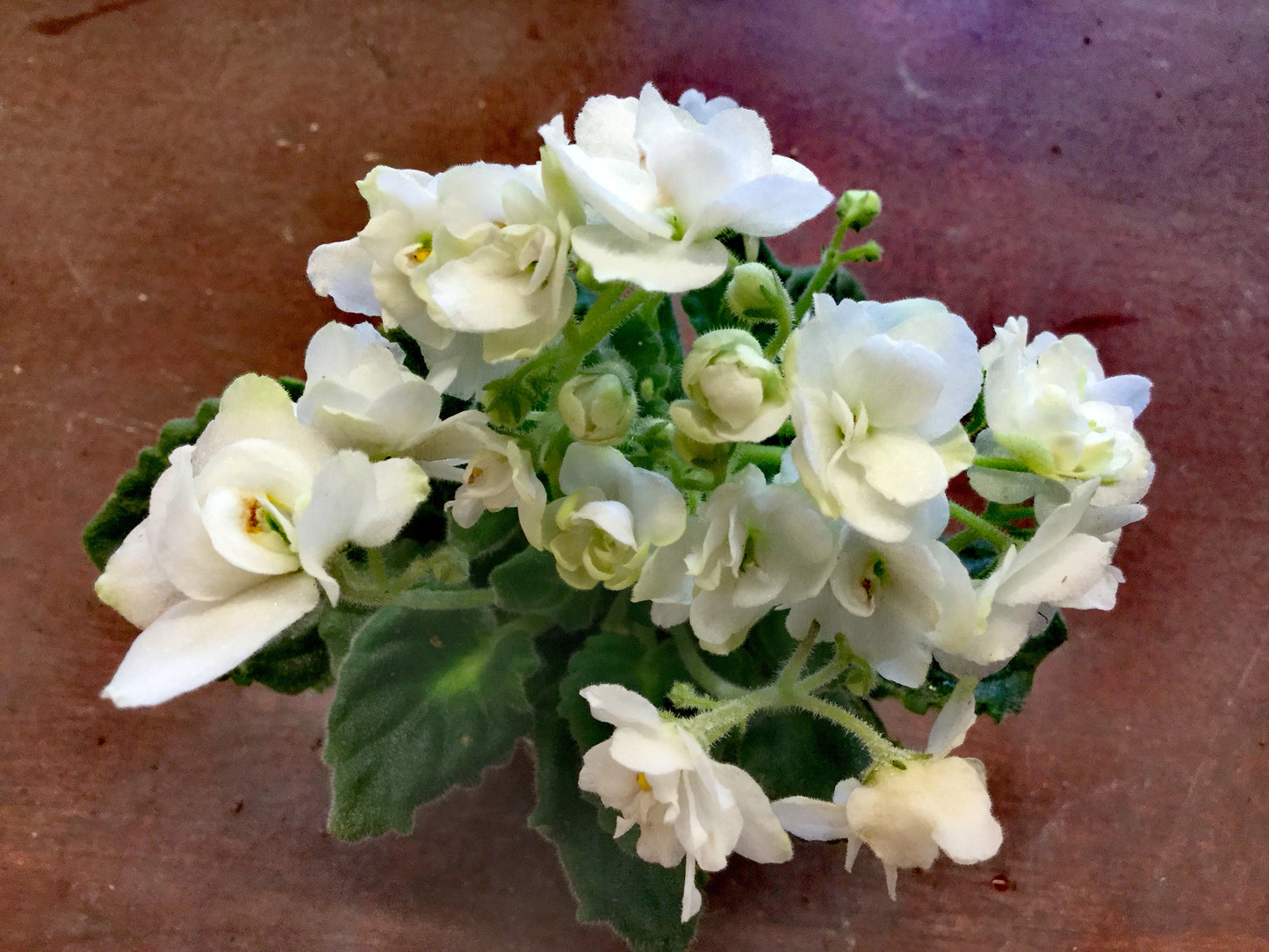 Saintpaulia White Madonna