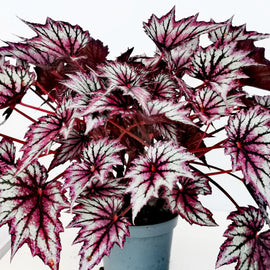 Begonia Wicked NEW 2025