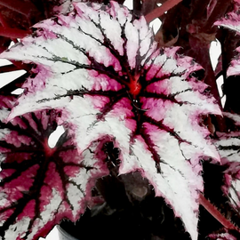 Begonia Wicked NEW 2025