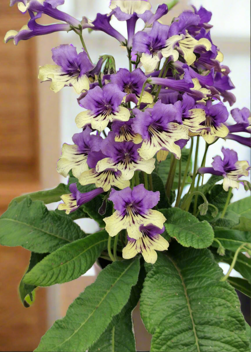 Streptocarpus Alexis