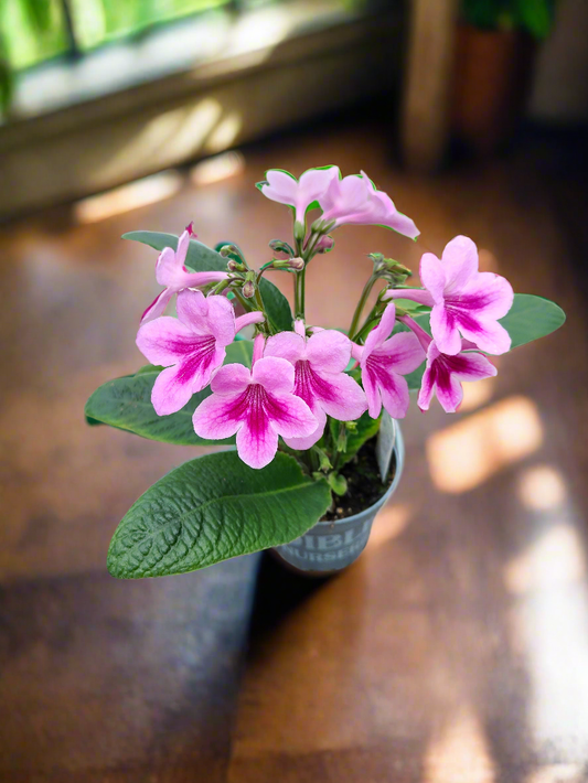 Streptocarpus Tina - Dibleys