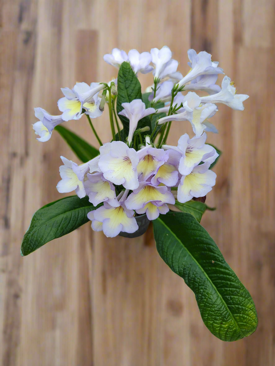 Streptocarpus Charlotte - Dibleys