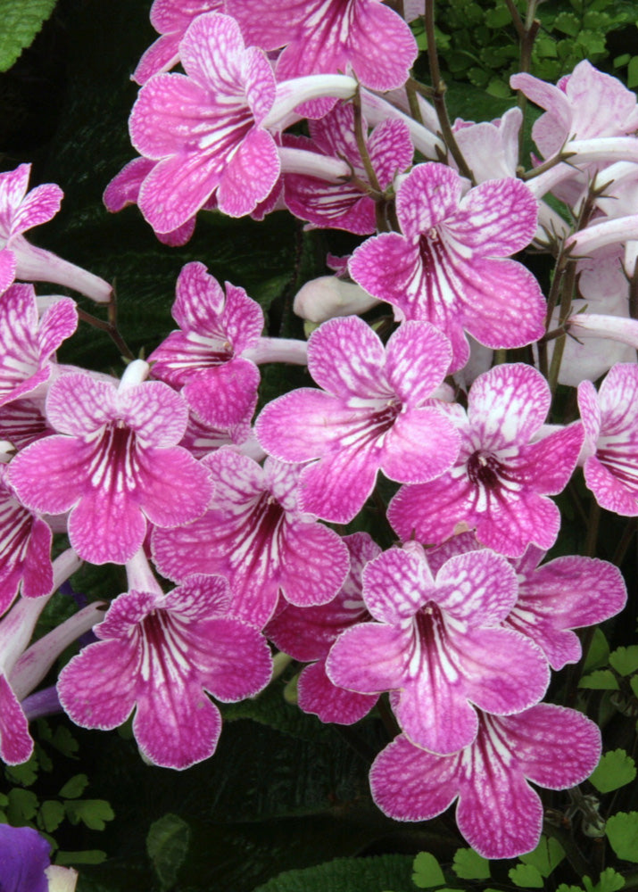 Streptocarpus Celebration - Dibleys