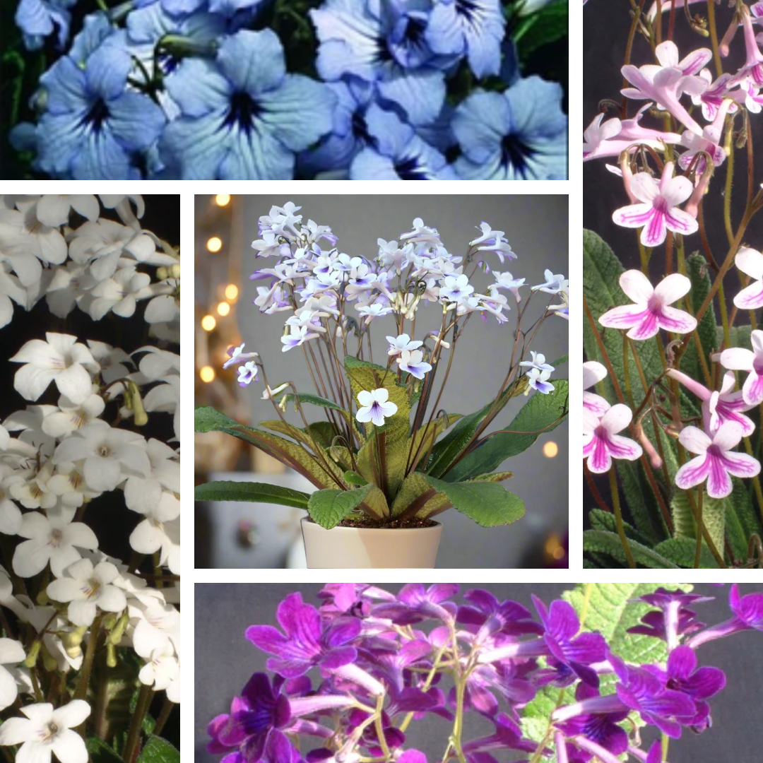 A Collection of Crystal Streptocarpus