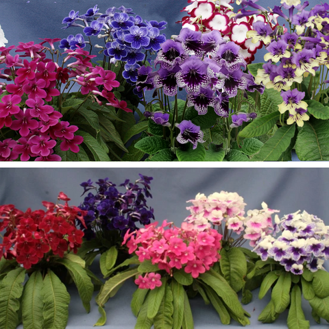 Streptocarpus Fleischle Collection A & B