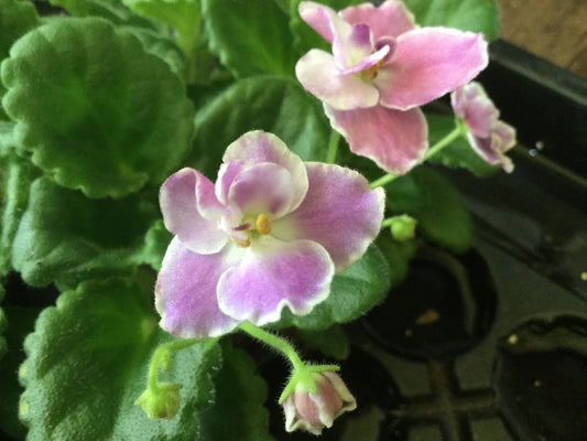 Saintpaulia Dibleys Berry Splashes