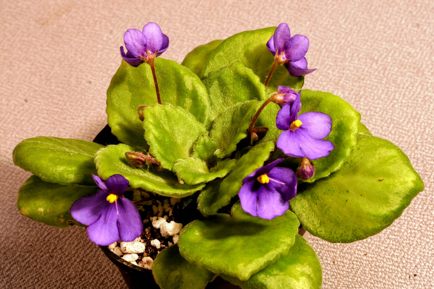 Saintpaulia ionantha grotei confusa