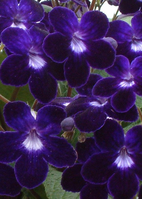Streptocarpus Kim - Dibleys