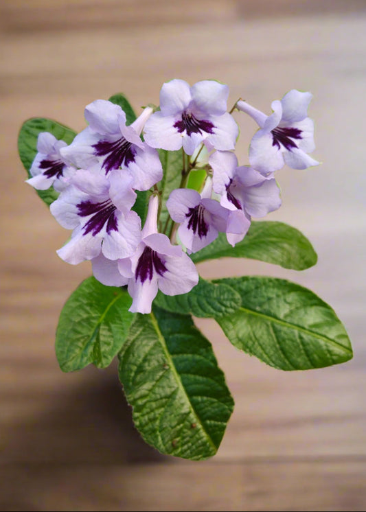 Streptocarpus Heidi - Dibleys