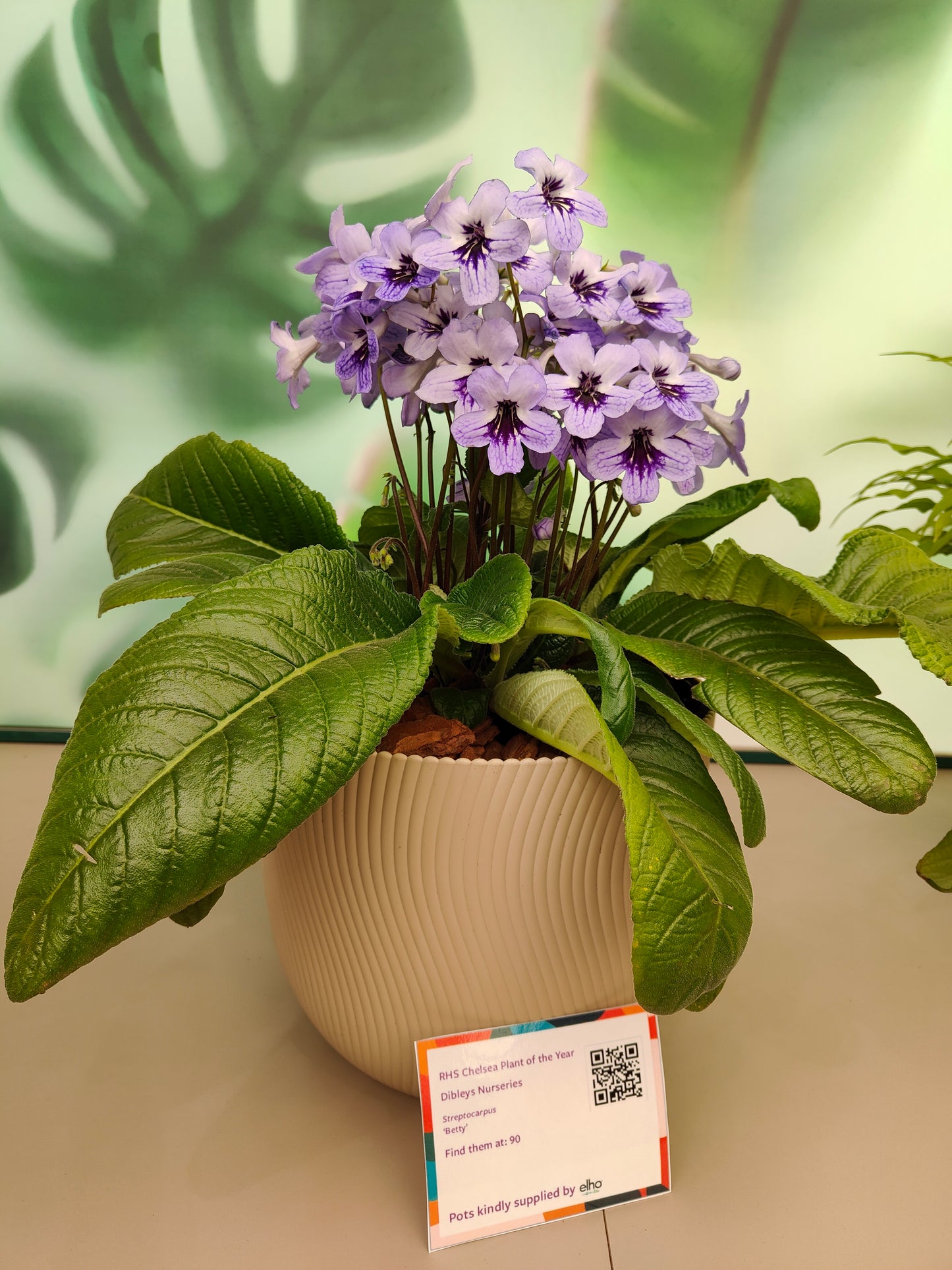 Streptocarpus Betty NEW 2025