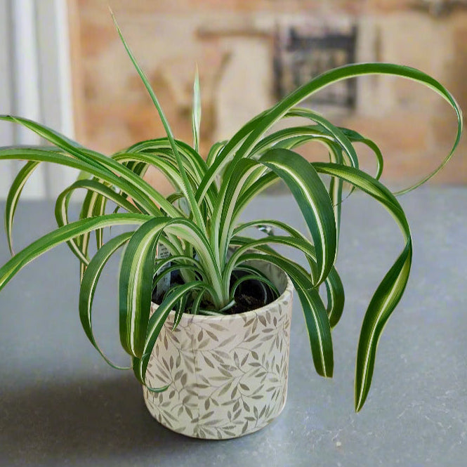 spider plant in ceramic pot Curly Spider Plant and smart ceramic pot – Dibleys