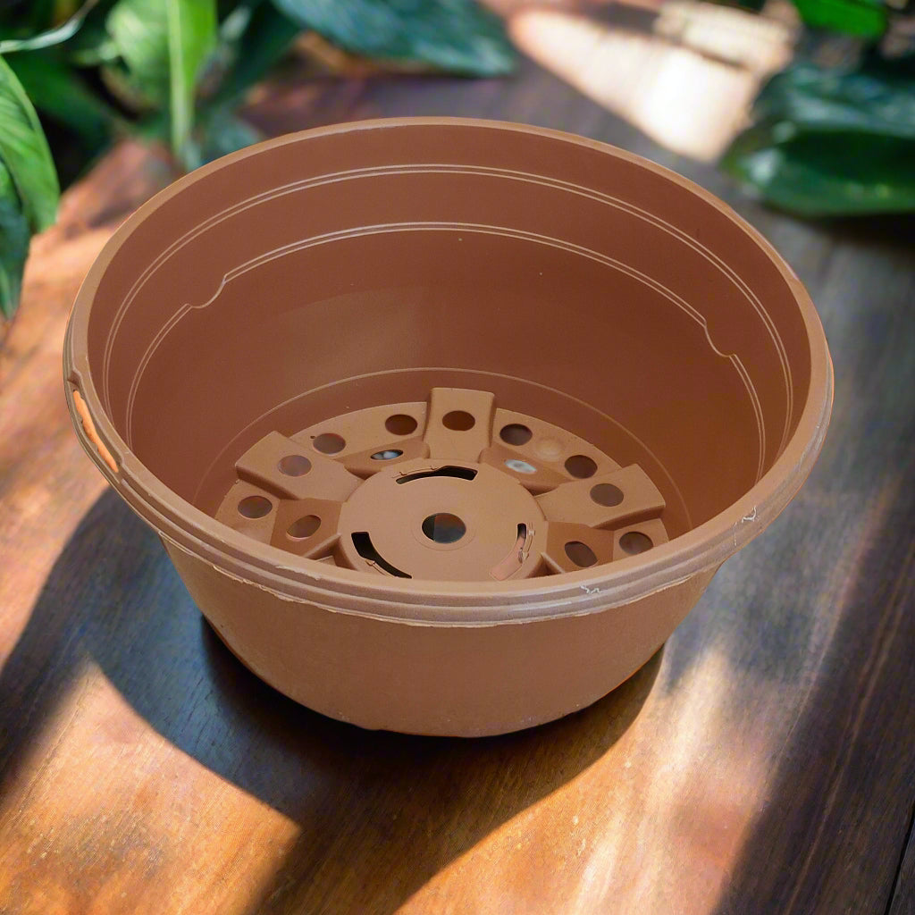 shallow pot plants Shallow pots