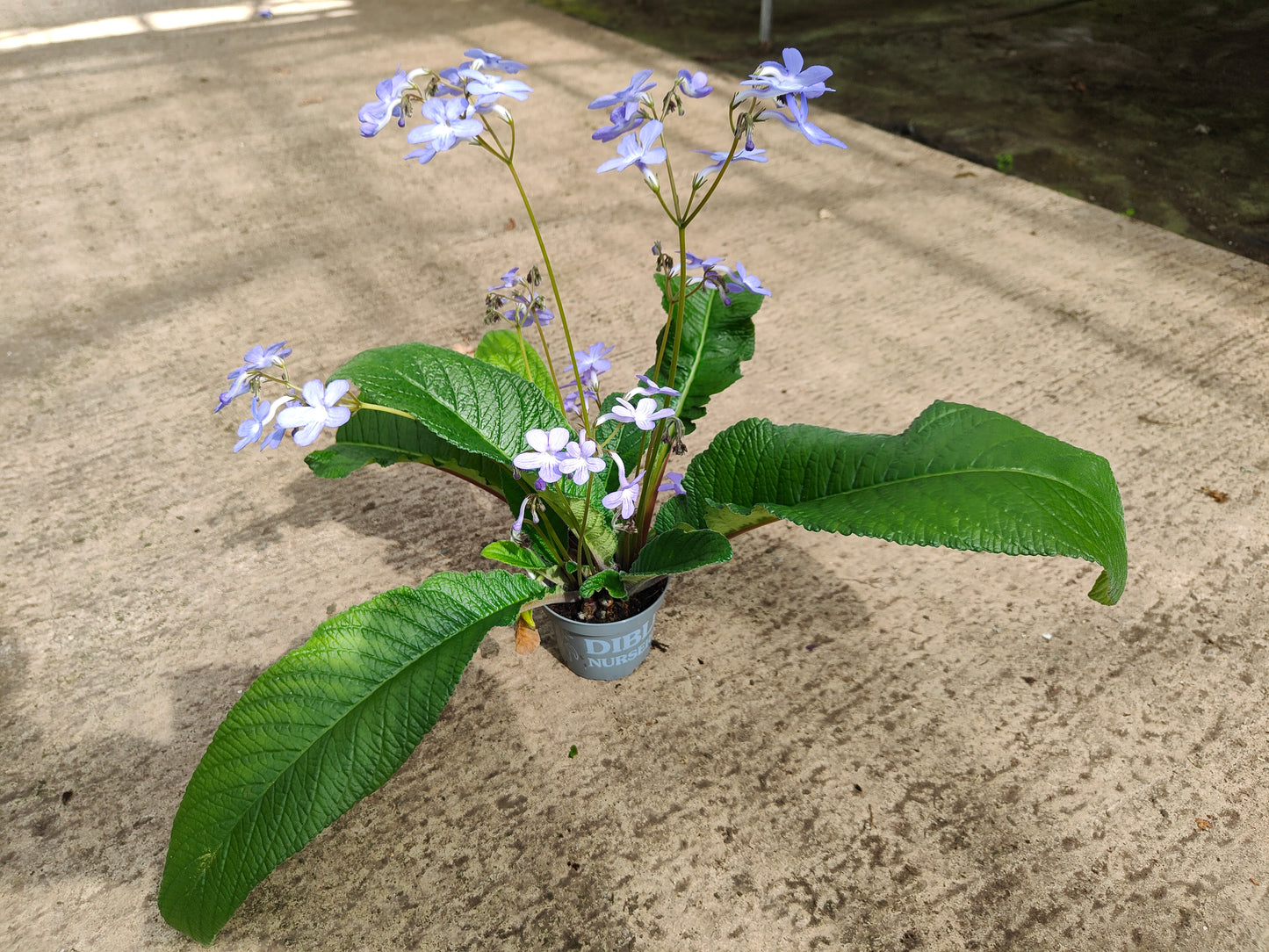 Streptocarpus Falling Stars - Dibleys