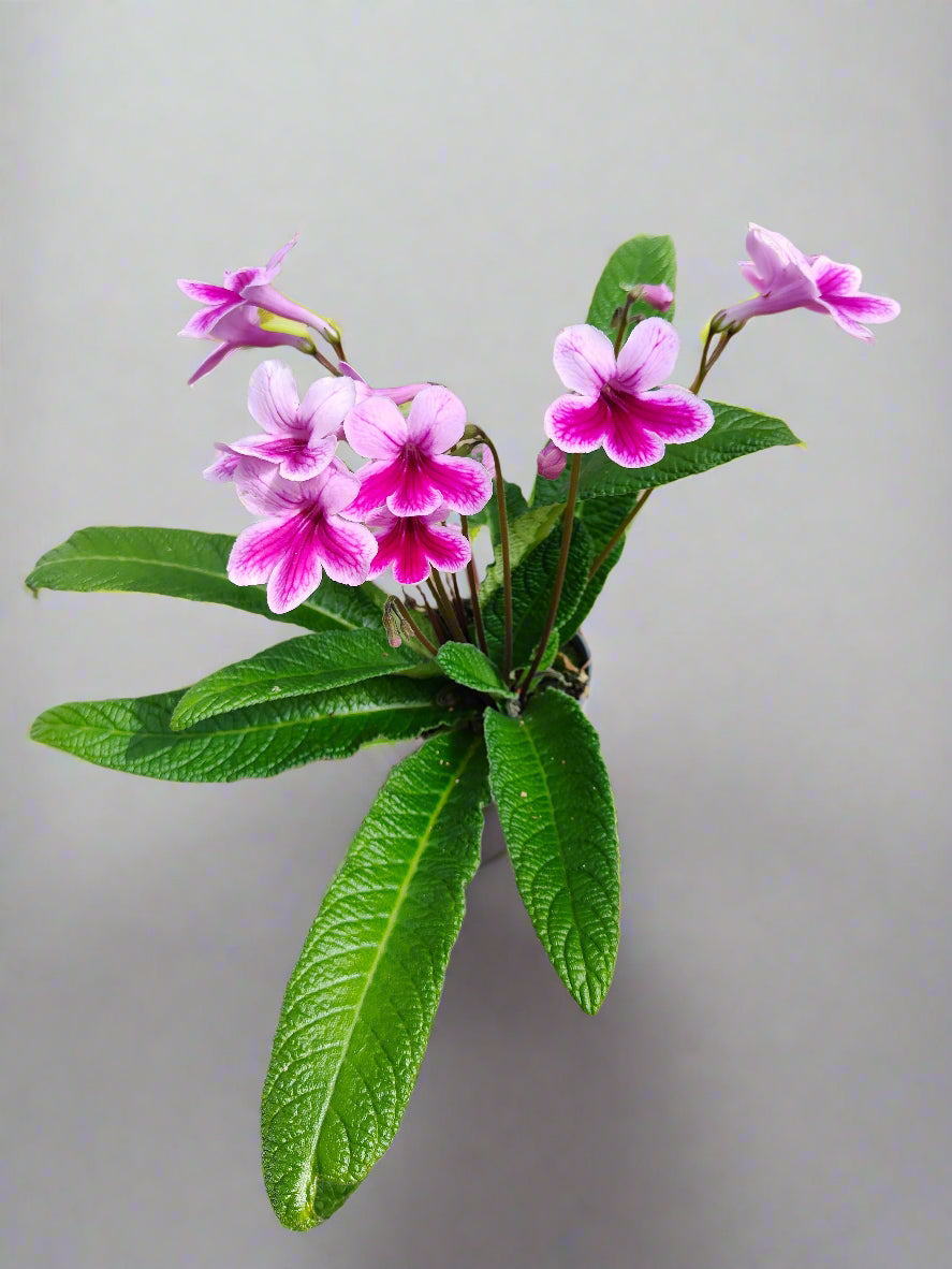 Streptocarpus Caitlin - Dibleys