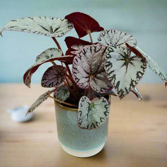 Begonia Silver Lace and smart ceramic pot