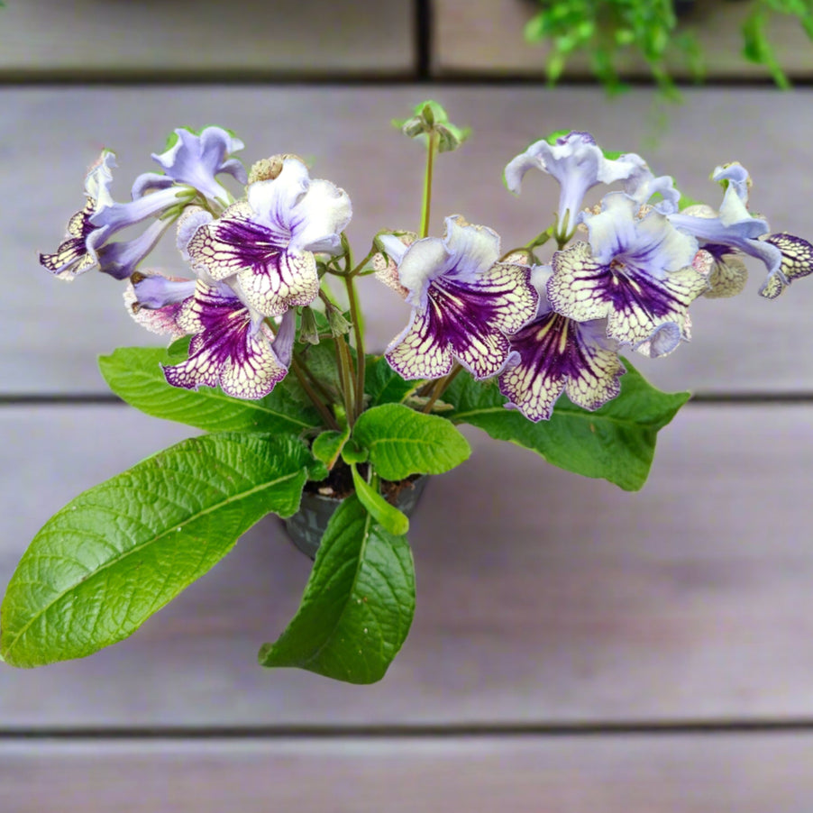 Streptocarpus Harlequin Lace