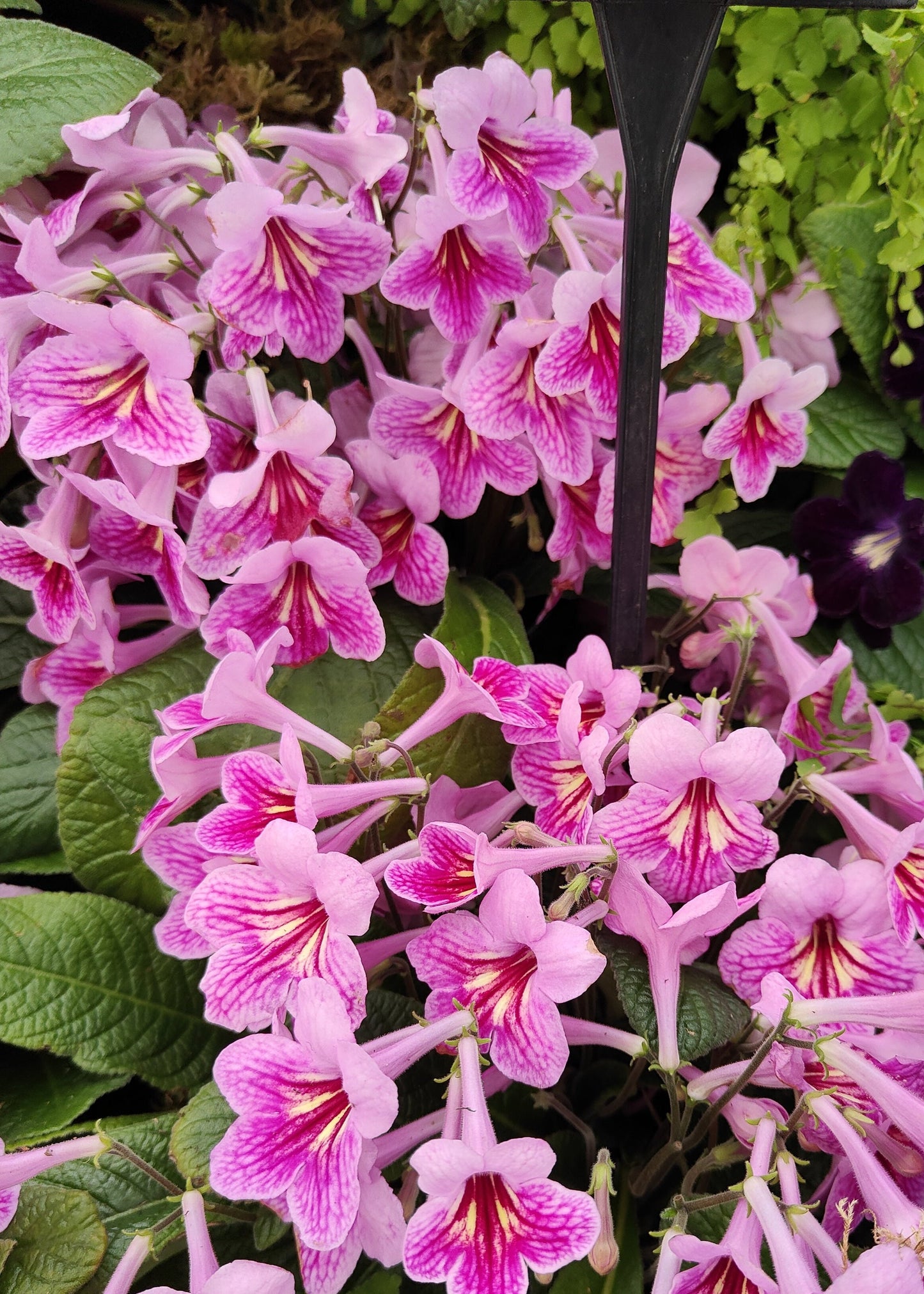 Streptocarpus Rosina