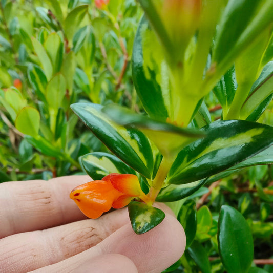 Nematanthus gregarius Variegata - Dibleys