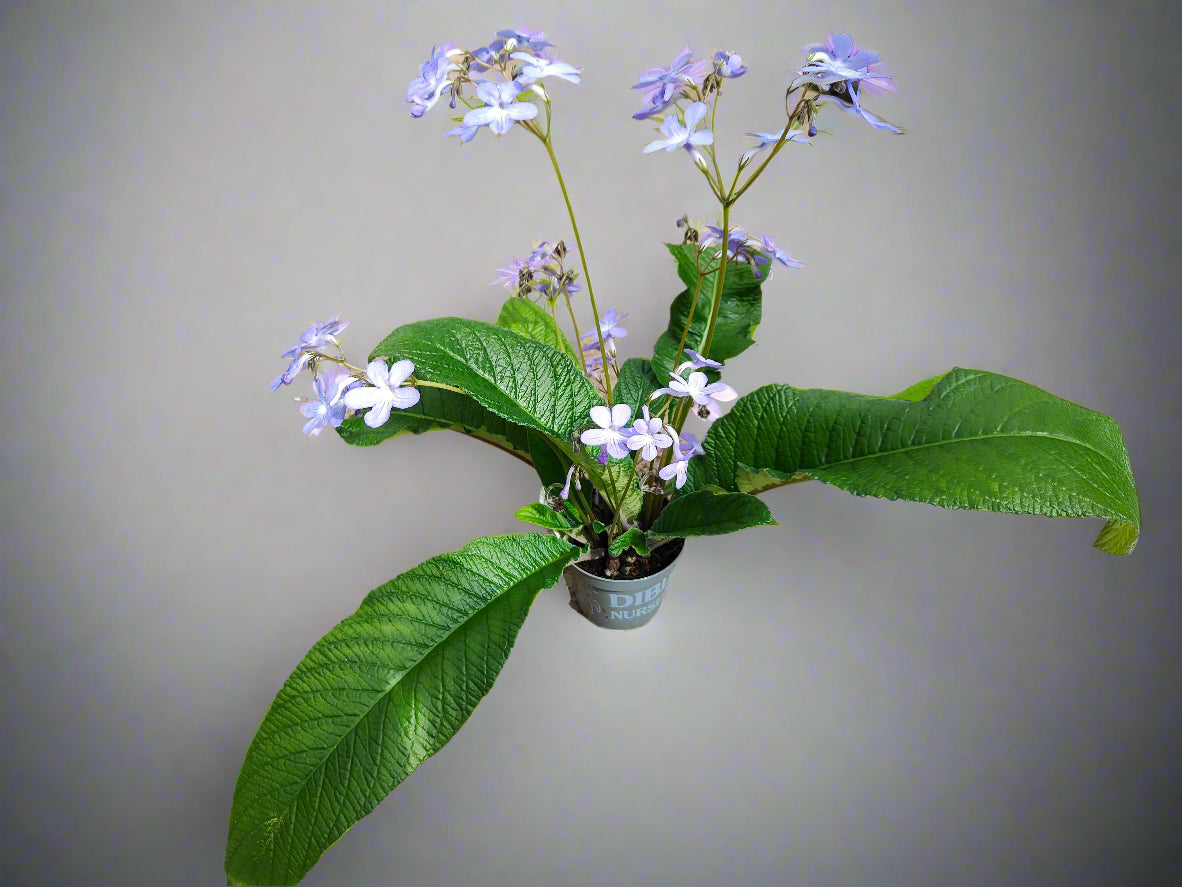 Streptocarpus Falling Stars - Dibleys