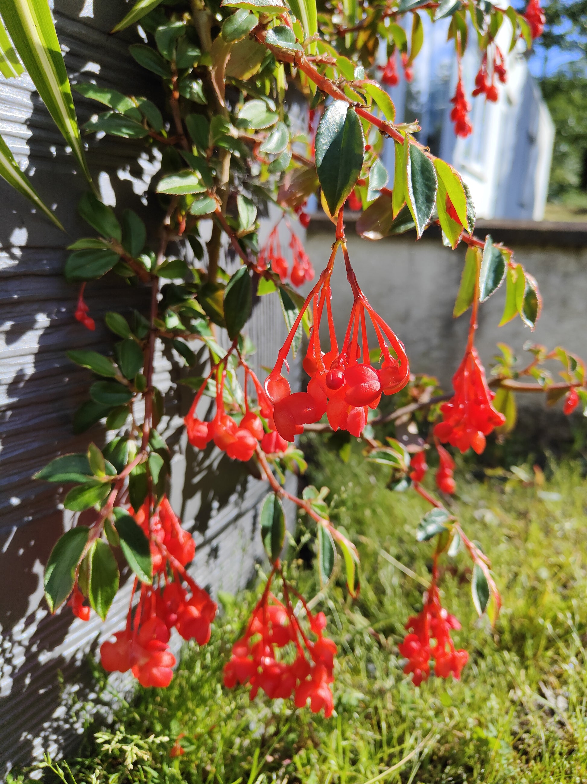 Begonia fuchsioides (red) - Dibleys