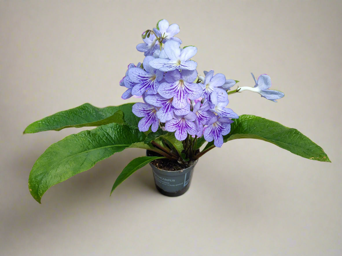 Streptocarpus Bethan - Dibleys