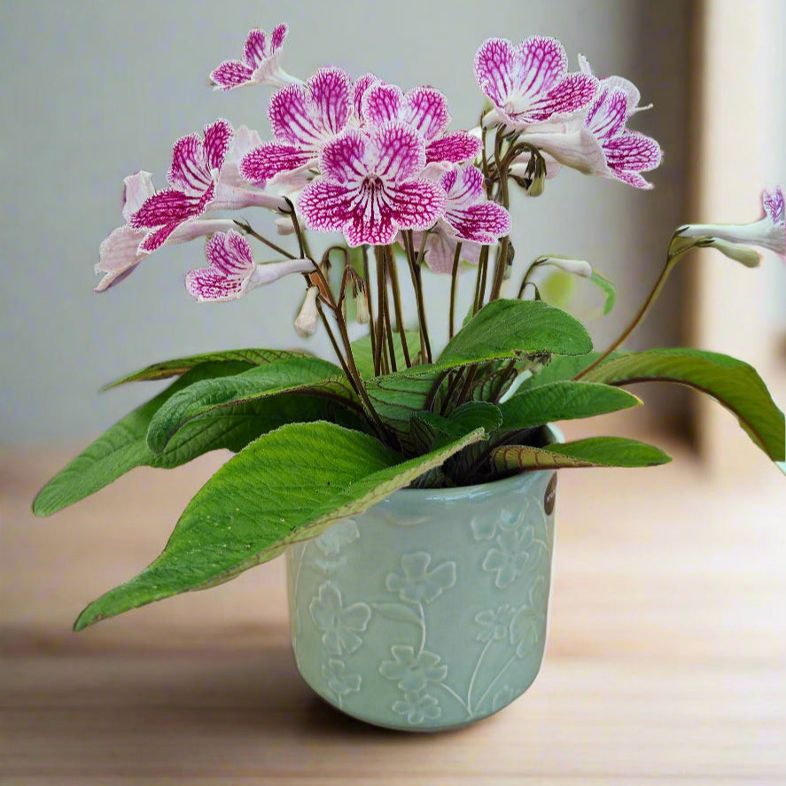 Streptocarpus Polka-Dot Pink and smart ceramic pot