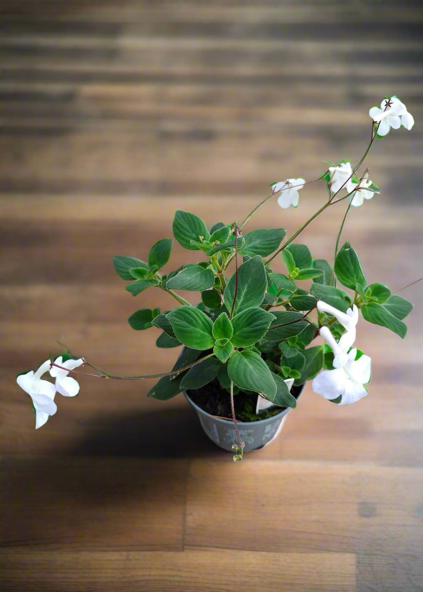 Streptocarpus White Butterfly - Dibleys