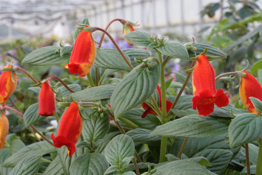 Seemania species - Dibleys