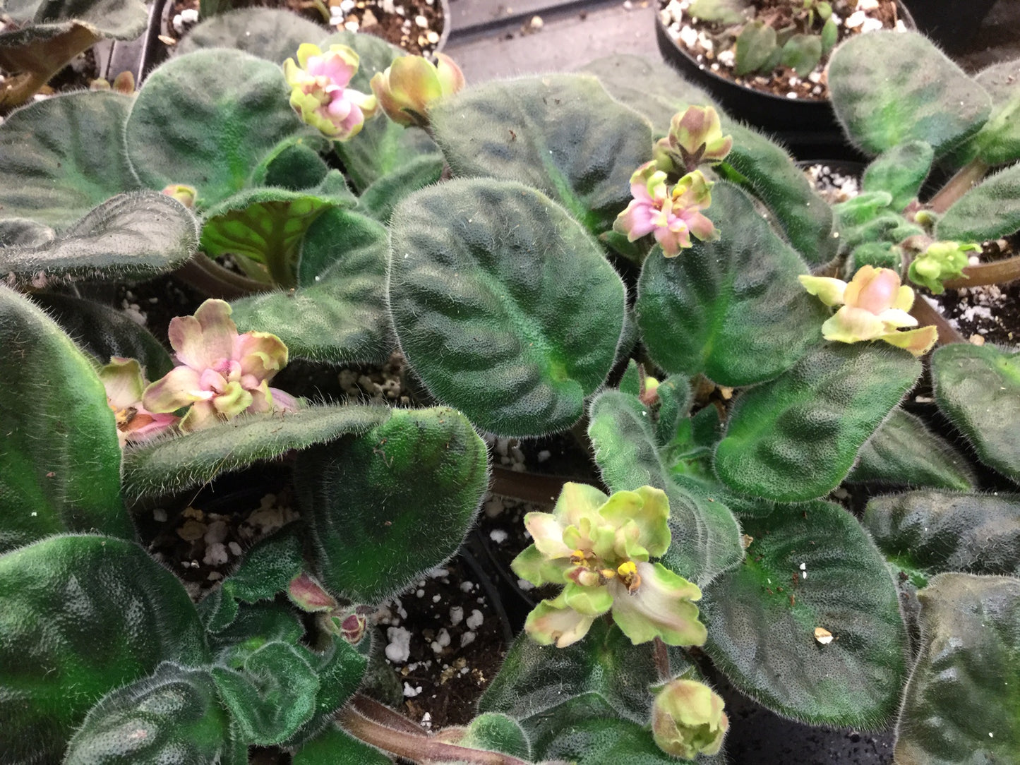 Saintpaulia AV-Dikiy Khmel