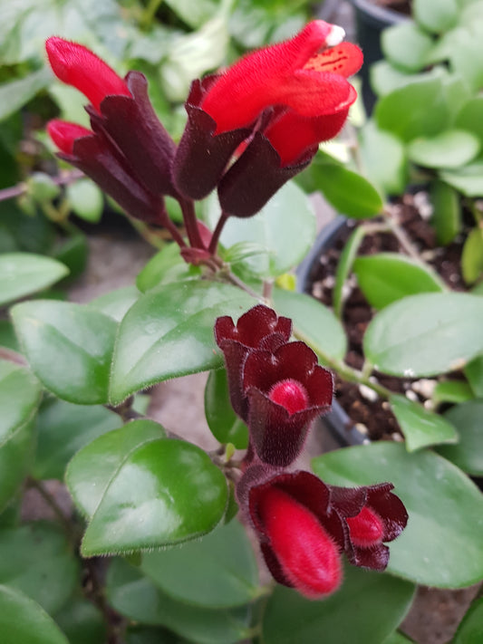 Aeschynanthus pulcher