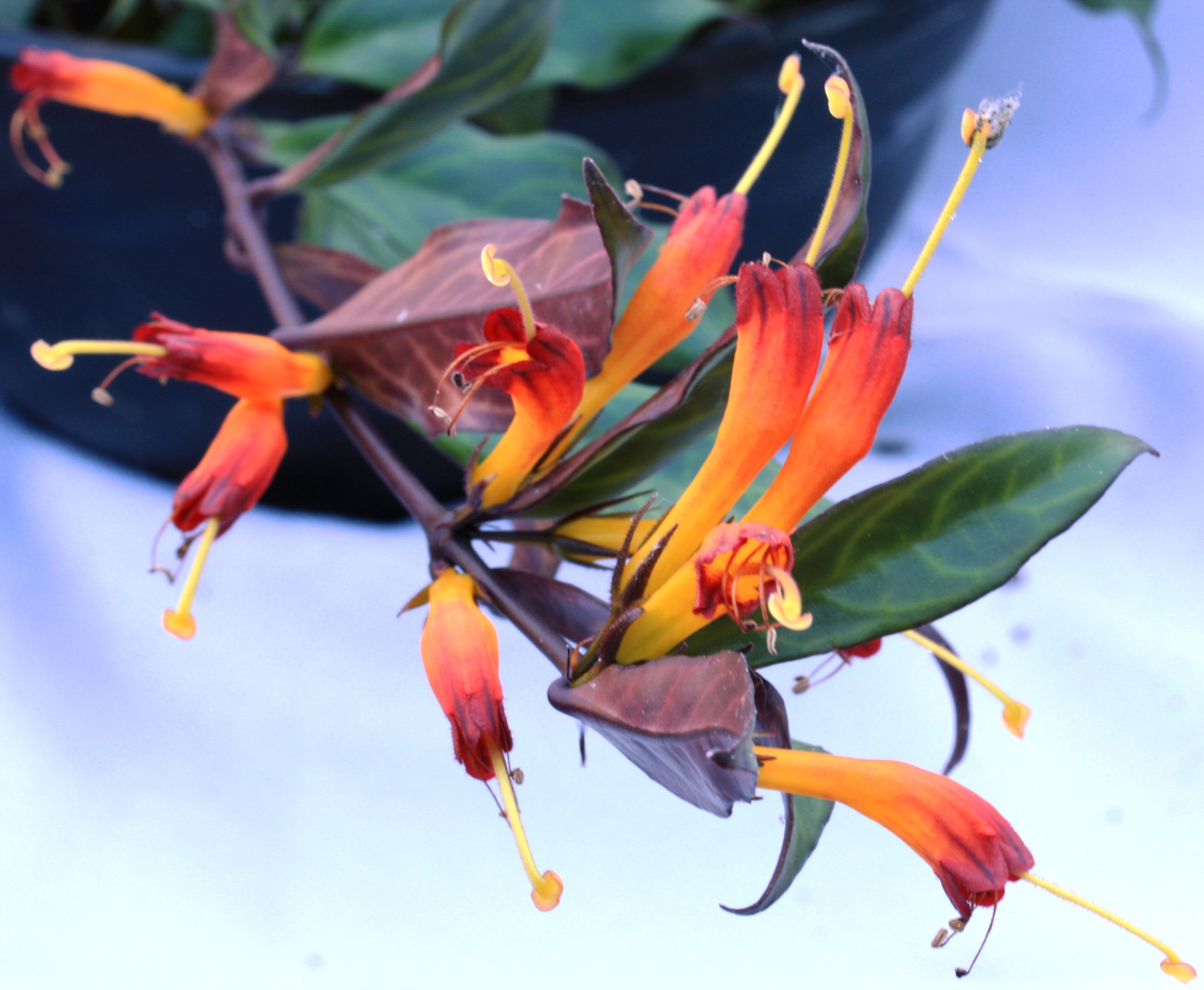 Aeschynanthus Black Pagoda