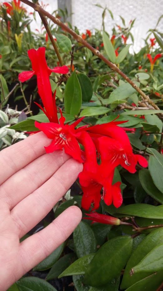 Aeschynanthus Longicalyx - Dibleys