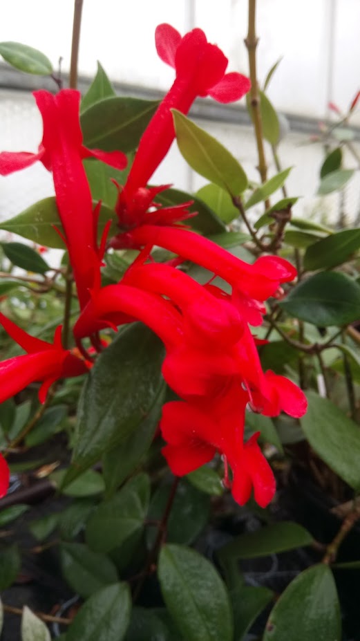 Aeschynanthus Longicalyx - Dibleys