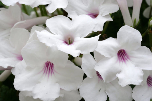 Streptocarpus Athena