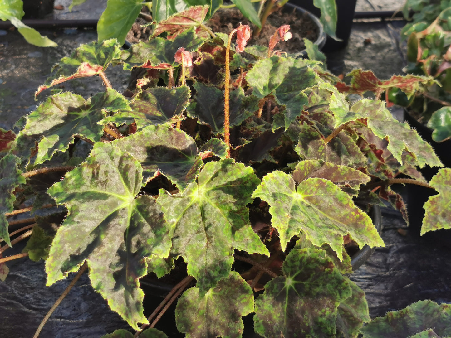 Begonia Burgundy Velvet