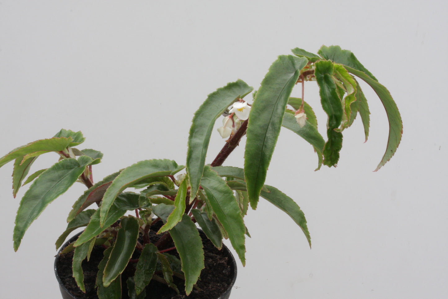 Begonia echinosepala var. elongatifolia