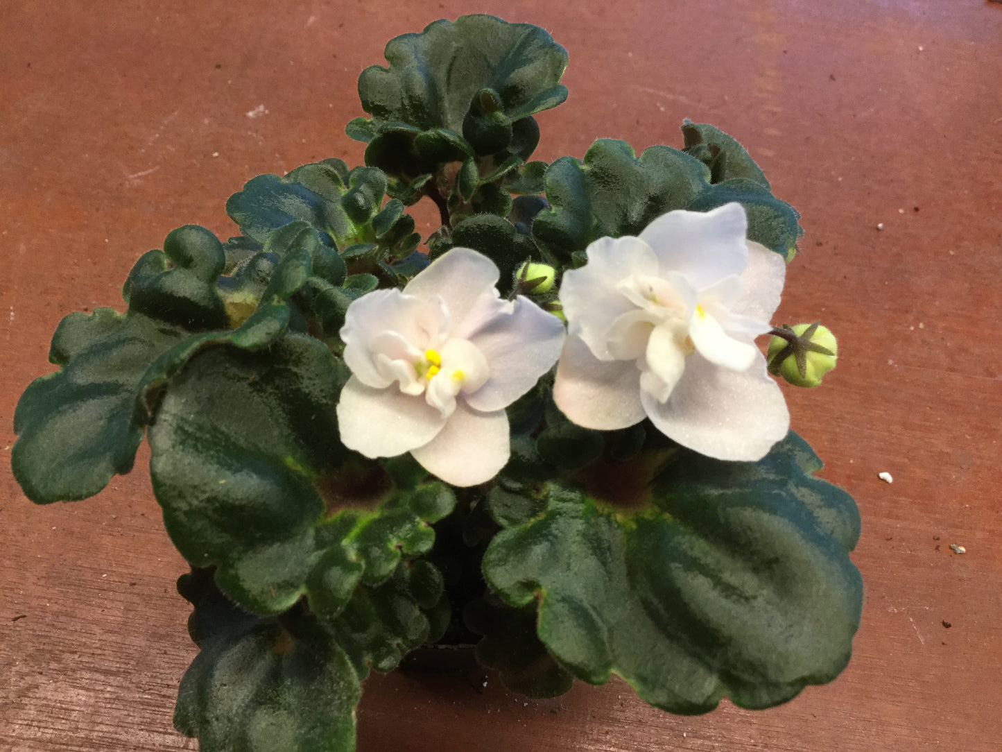 Saintpaulia BR-Afina