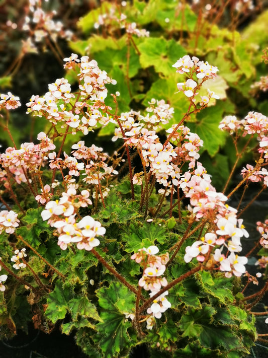 Begonia Bokit