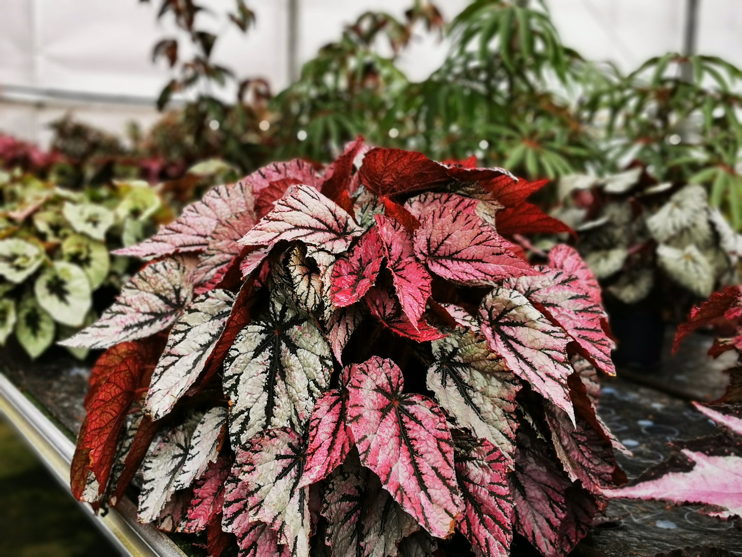 Begonia David Blais
