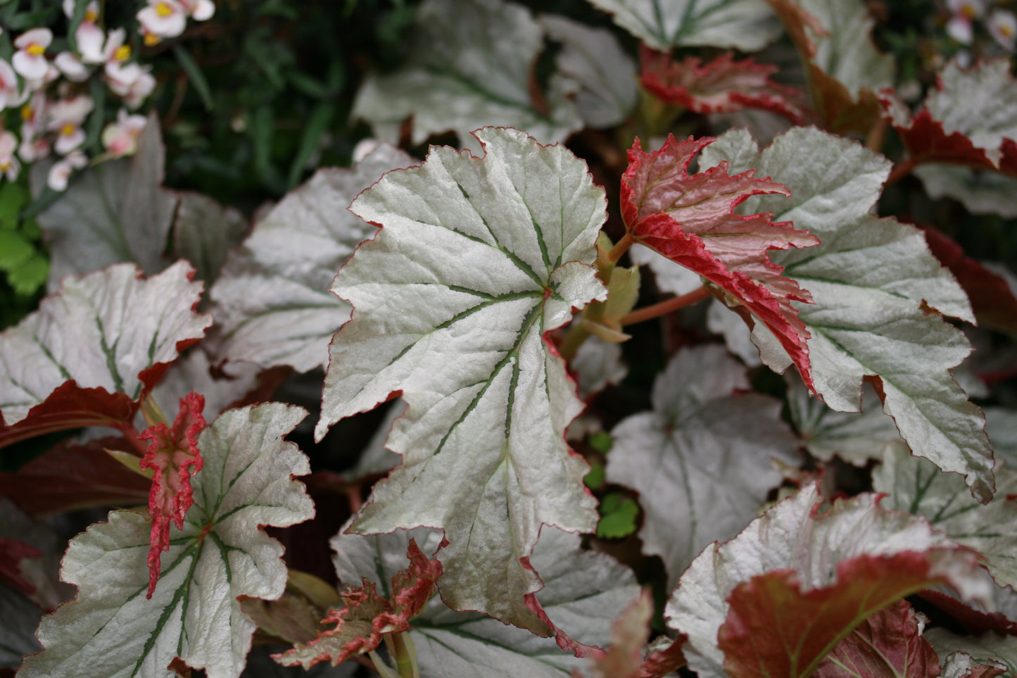 Begonia Looking Glass