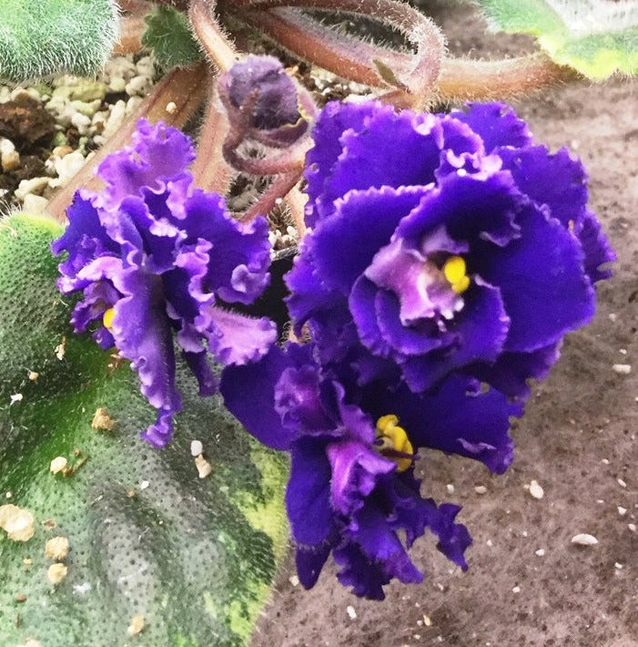 Black Jack Supreme - Dibleys