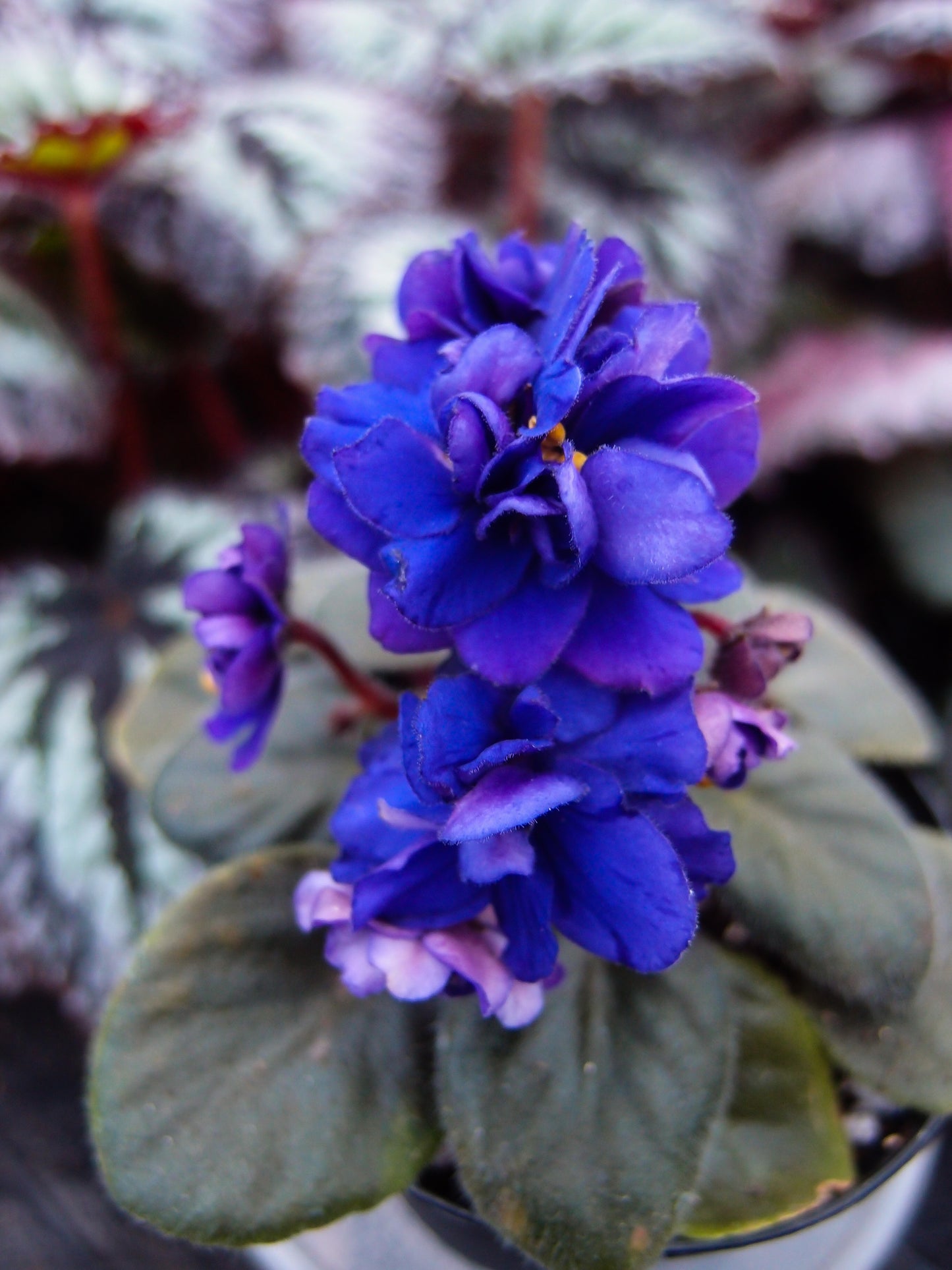 Black Rain - Dibleys