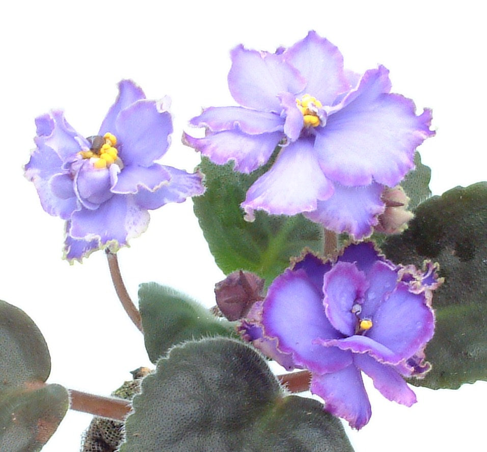 Blue Dragon - Dibleys