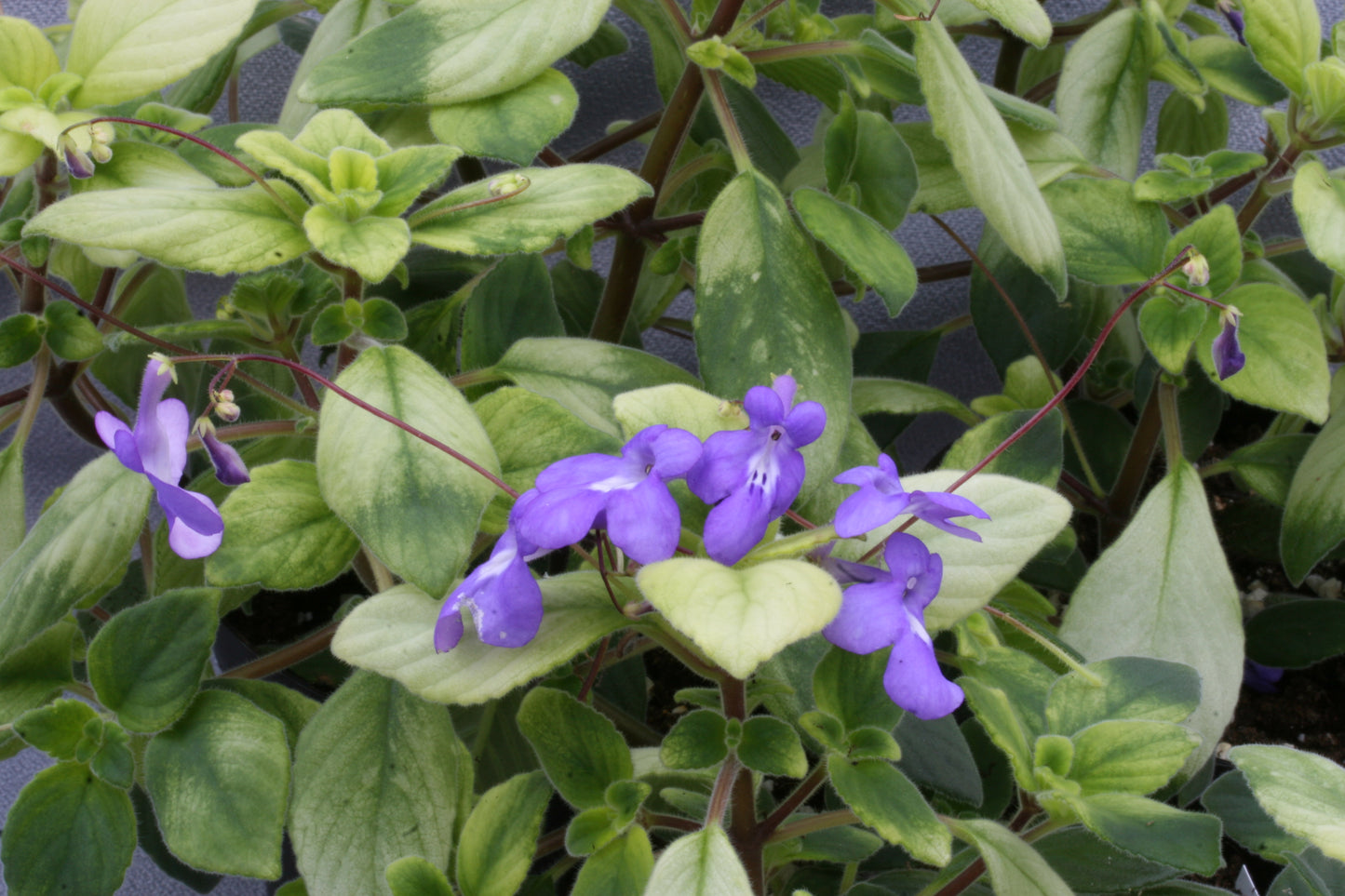 Blueberries 'n' Cream - Dibleys