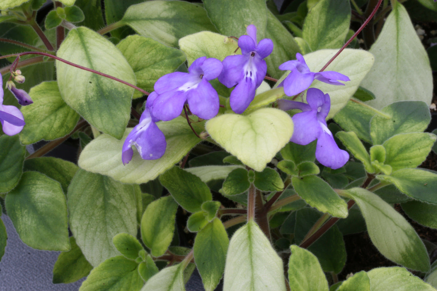 Blueberries 'n' Cream - Dibleys