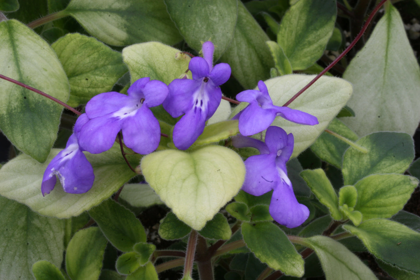 Blueberries 'n' Cream - Dibleys