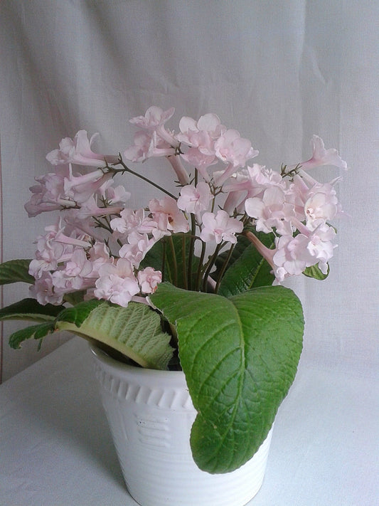 Blushing Bride - Dibleys