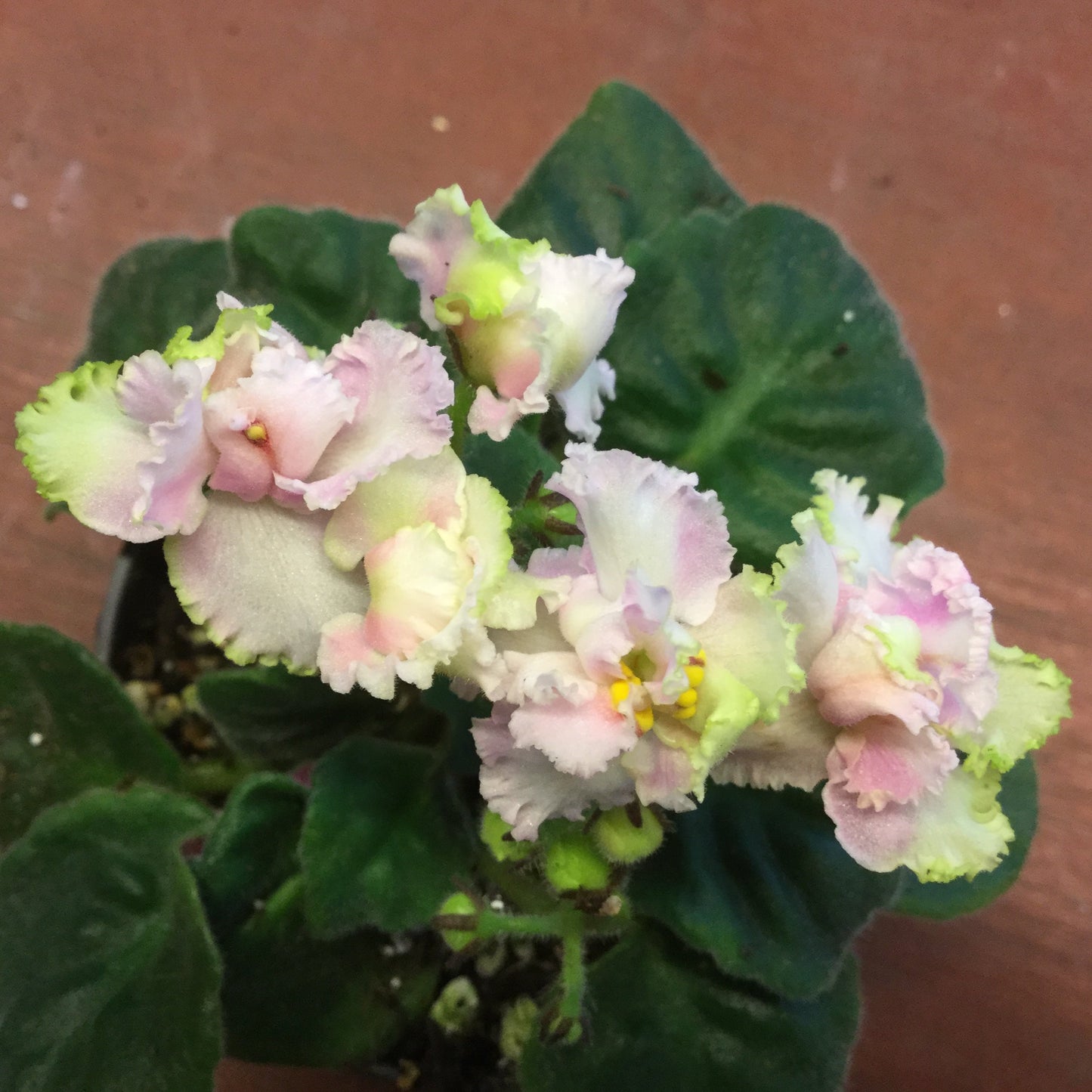 Saintpaulia CM-Zolotaja Rybka